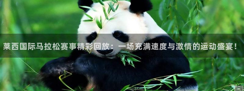 360足球直播雨燕直播：莱西国际马拉松赛事精彩回放：一场充满速度与激情的运动盛宴！
