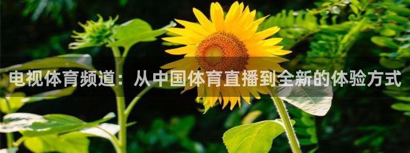 雨燕直播足球在线直播：电视体育频道：从中国体育直播到全新的体验方式